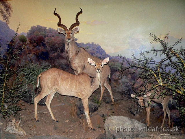 Picture 109.jpg - Greater Kudu family composition in Kenya.